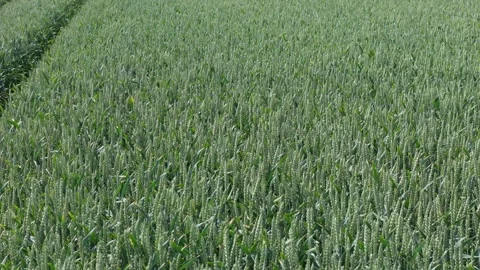 Young wheat heads sway gently in wind across vast green field viewed from d.. Stock Footage 337936713