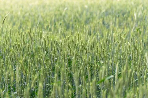 Young wheat in June close-up Stock Photos