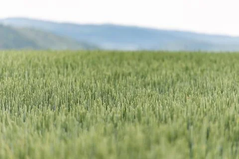Young wheat in June close-up Stock Photos