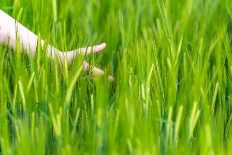 Young wheat in June close-up Stock Photos