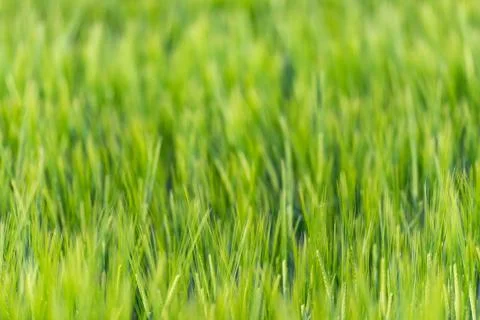 Young wheat in June close-up Stock Photos
