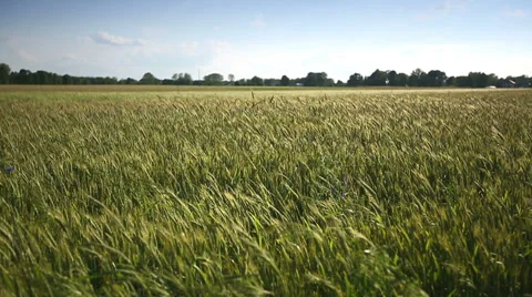 Young wheat moves from the wind. Long shot. HD shot with slider Stock Footage 39794036