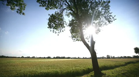 Young wheat moves from the wind. The sun breaks through the lonely tree. Stock Footage 39793527