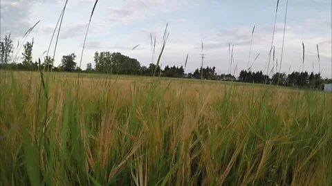Young Wheat Moving in the Evening Breeze Stock Footage 77900336