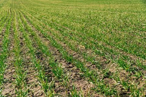 Young wheat in neat rows, spring sprouts Stock Photos