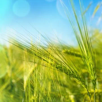 Young wheat 写真素材