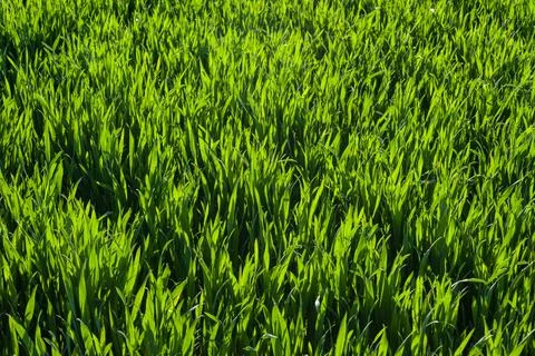 Young wheat plants growing on fields of green wheat grass with sunlights Stock Photos