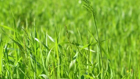 Young wheat plants growing on the soil, Amazingly beautiful endless fields of Stock Footage 245690772