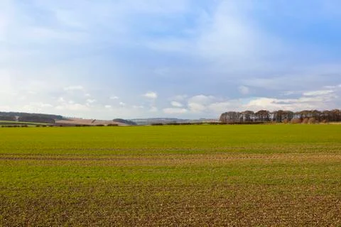Young wheat plants Stock Photos