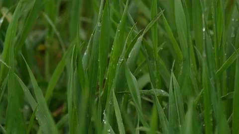 Young wheat plants in rain - close view 스톡 동영상 171986761