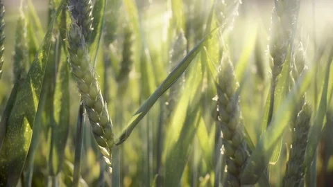 Young wheat plants with sun rays. Stock Footage 94229401