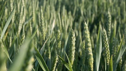 Young wheat plants waving in the wind Stock Footage 94496612