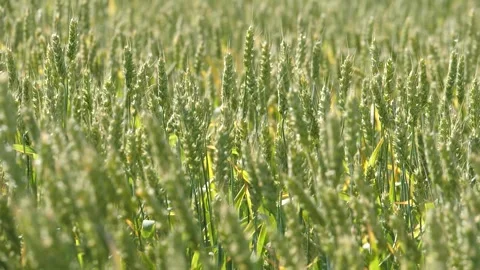 Young wheat spikelets waving slowly in sunlight of noon creating essence of Stock Footage 276447731