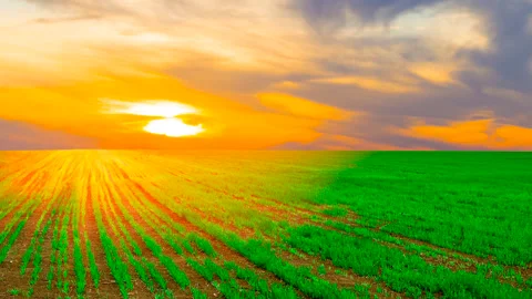 Young wheat sprouts at the evening time lapse scene Stock Footage 276167057