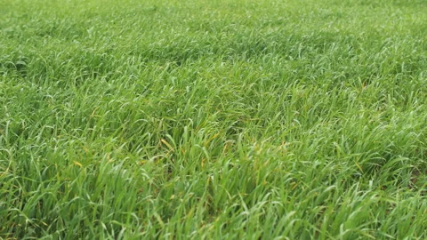 Young wheat sprouts in the field Stock Footage 280984189