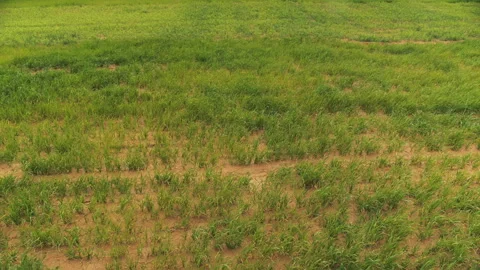 Young wheat sprouts in the field Stock Footage 281919014