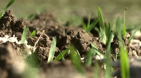 Young wheat sprouts Stock-Footage 56706717