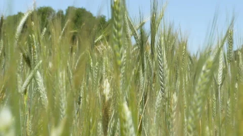 Young Wheat Stems In A Field In Summer, 4k Stock Footage 138884237