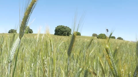 Young wheat Stems In A Field In Summer. Cereal field. Stock Footage 138884393