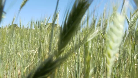 Young Wheat Stems In A Field In Summer, Cereal field, 4k Stock Footage 138884526