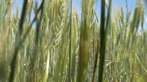 Young Wheat Stems In A Field In Summer. Stock Footage 138884549