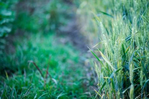 Young wheat stems Foto stock