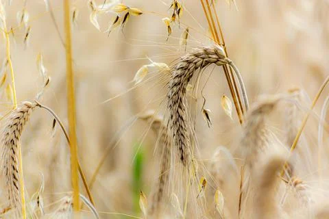 Young wheet in a field Stock Photos