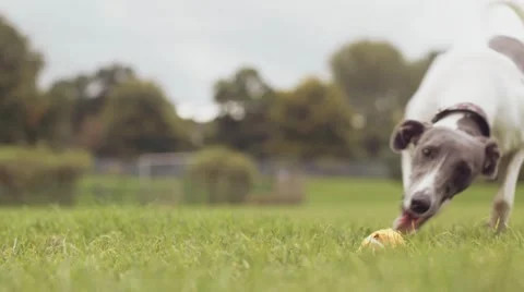 Young Whippet Dog Fetches Tennis Ball - Close Up, Super Slow Motion Stock Footage