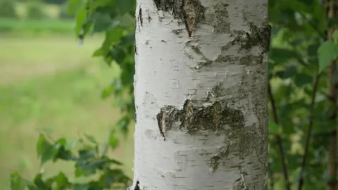 Young white birch tree trunk with natural bark texture in a summer forest Stock Footage 339363577