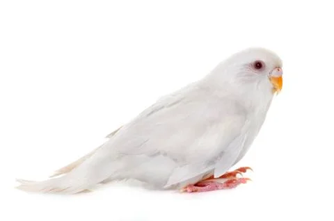 Young white  budgerigar Stock Photos