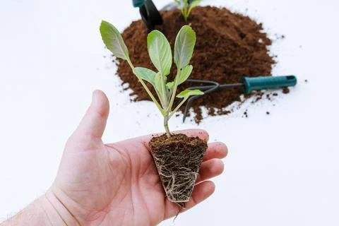 Young white cabbage sapling in hand on a white background. soil and garden to Stock Photos