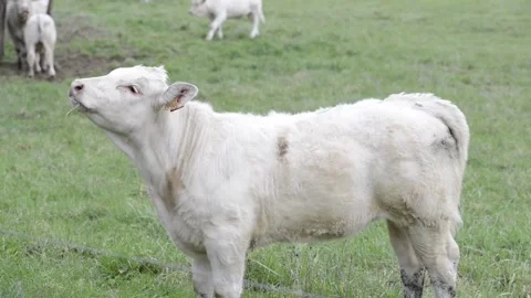 Young white calf in profile Stock Footage 236751621