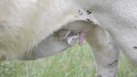 Young white calf suckling Stock Footage 236751559