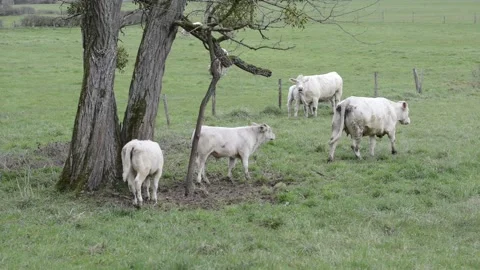 Young white calves move in a meadow Stock Footage 236751619