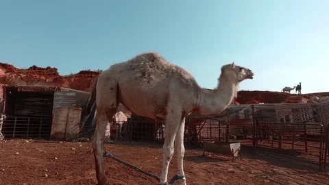 A young white camel waving its tail. Stock Footage 77460645