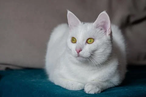 Young white cat is lying on the couch. Closeup, blurred background Stock Photos