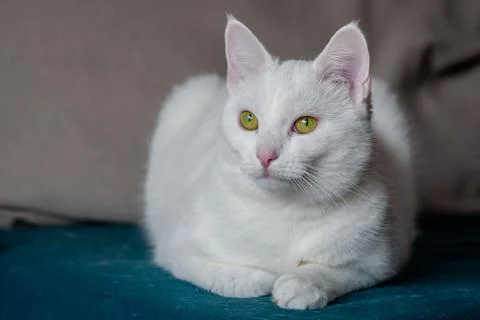 Young white cat is lying on the couch. Closeup, blurred background Stock Photos