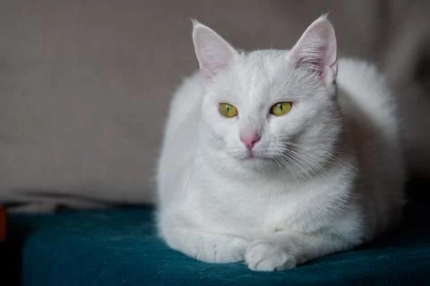 Young white cat is lying on the couch. Closeup, blurred background Stock Photos