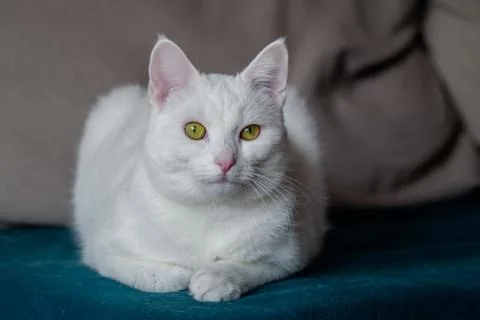 Young white cat is lying on the couch. Closeup, blurred background Stock Photos