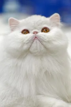 Young white cat Stock Photos
