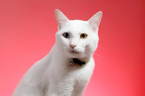 Young White Cat Stock Photos
