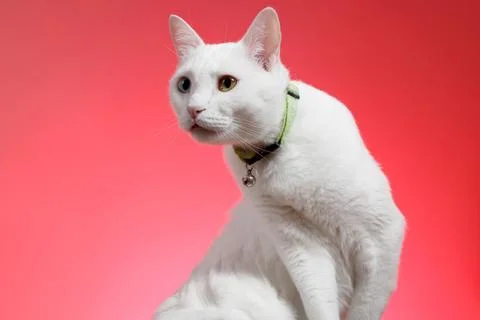 Young White Cat Stock Photos