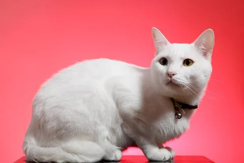 Young White Cat Stock Photos