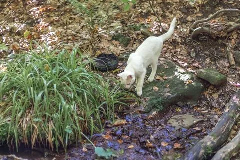 Young white cat walking through a forest, exploring the natural surroundings, Stock-Fotos