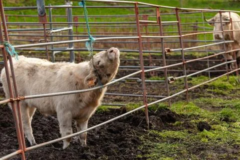 A young white Charolais calf looking through a rustic farm fence. Foto stock