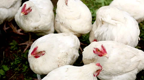 Young white chicken. Stock Footage 52197781