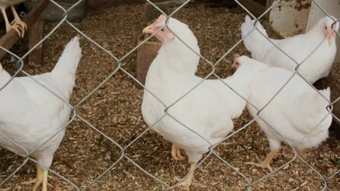 Young white chicken stands on one leg in the coop and looks at camera Stock Footage 308508099