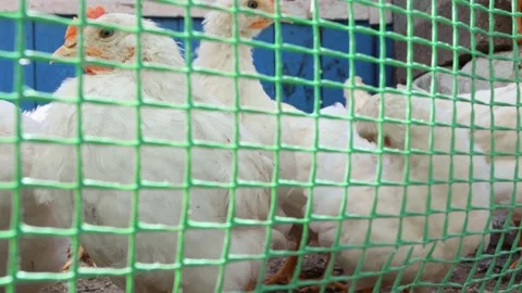 Young white chickens in a cage close up. Raising poultry on a farm. Stock Footage 192824822