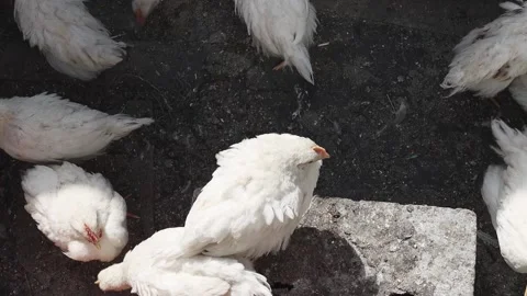 Young white chickens on a walk, top view. Stock Footage 194765587