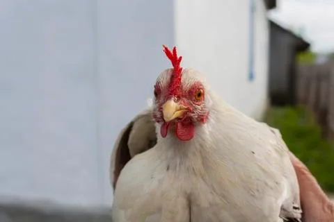 Young white cock with red cockscomb 写真素材
